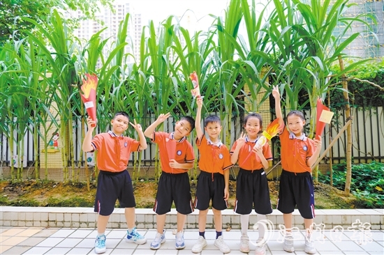 朗晴小學(xué)學(xué)生打卡校園甘蔗地。