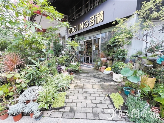 “多精植物”的門口錯(cuò)落有致地?cái)[放著形態(tài)各異的植物。