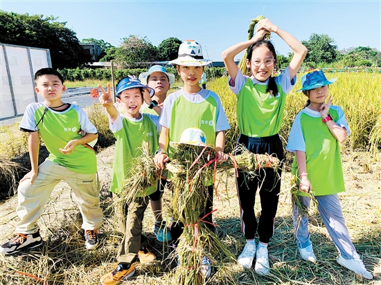 江門(mén)日?qǐng)?bào)青蘋(píng)果研學(xué)活動(dòng)帶小朋友們體驗(yàn)割禾的樂(lè)趣。宋思瑜
