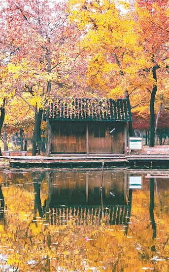 太平山秋色惹人醉。