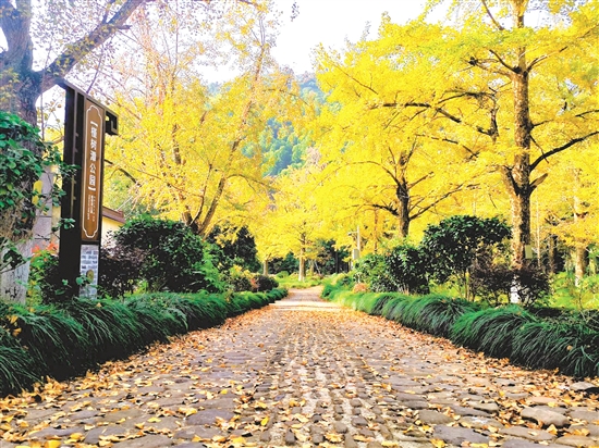 八都岕十里古銀杏長(zhǎng)廊，成了游客尋覓秋日童話的浪漫之地。