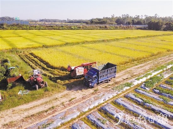 在恩平的廣袤田野，晚造水稻迎來開鐮收割時節(jié)。