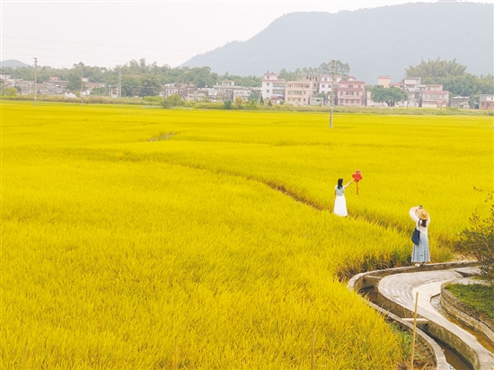 稻田游吸引眾多游客。