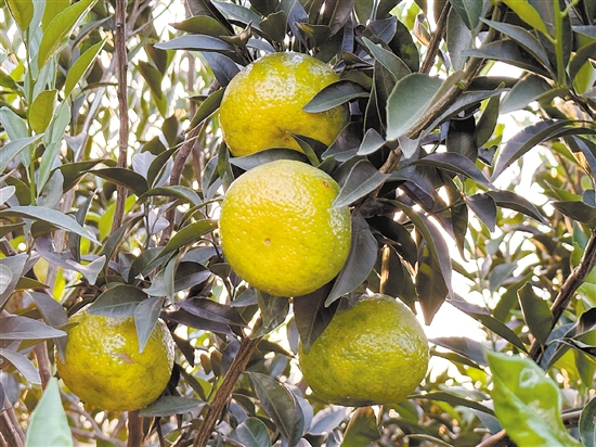 新會(huì)柑進(jìn)入“二紅”采摘期。