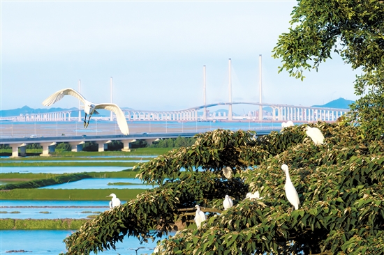 飛舞的白鷺和遠(yuǎn)處的黃茅海跨海通道構(gòu)成一幅畫。