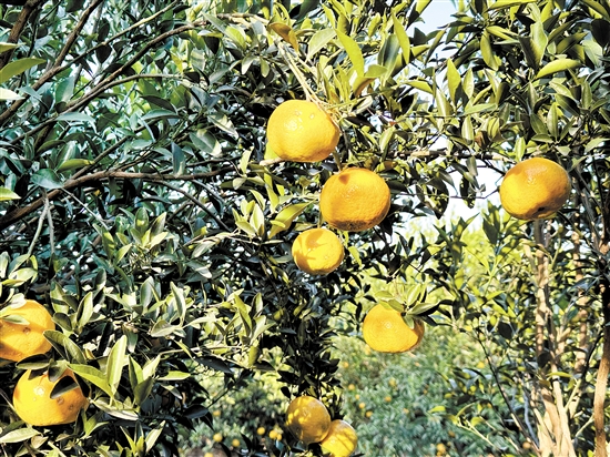 新會柑進入大紅柑采摘期。