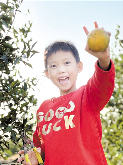 不少親子家庭體驗摘柑樂趣。