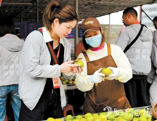 游客在柑園動(dòng)手開(kāi)皮，體驗(yàn)新會(huì)陳皮的制作過(guò)程。