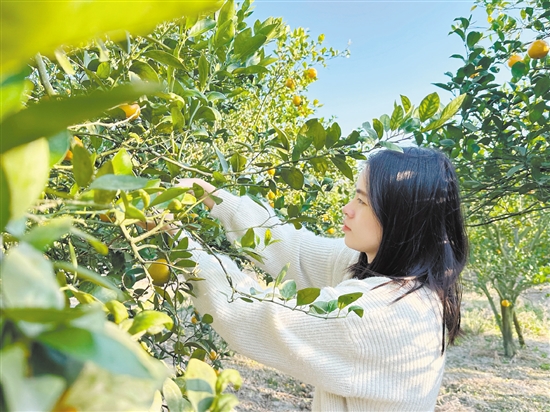 游客正在采摘皇帝柑。