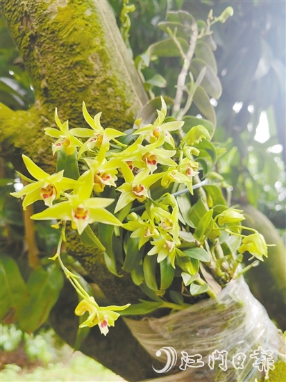 綁在荔枝樹枝干上的鐵皮石斛開花時燦爛明艷。