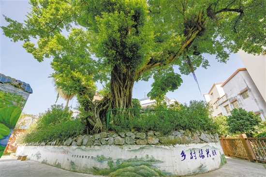 村內(nèi)的古榕已經(jīng)300多歲了。