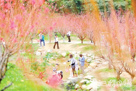 白水帶風(fēng)景區(qū)桃花盛開，吸引大量游客前來打卡。付師華