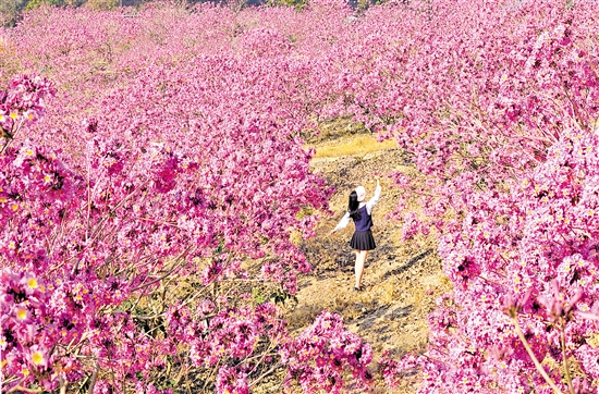 鶴山市共和鎮(zhèn)來蘇村的紫花風(fēng)鈴木綻放。