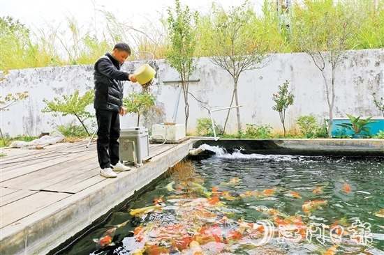 在新港錦鯉養(yǎng)殖場，場主劉耀新將餌料一撒而下，塘中色彩艷麗的錦鯉蜂擁而至，爭搶食物。