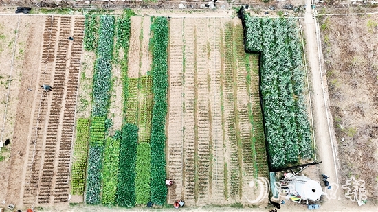 村民劉錦雄在呂步村租用約0.8公頃富含礦物質(zhì)和微量元素的優(yōu)質(zhì)土地，開展荷塘芥蘭培育工作。