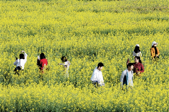 都市農(nóng)業(yè)生態(tài)園一年四季都游人如織。