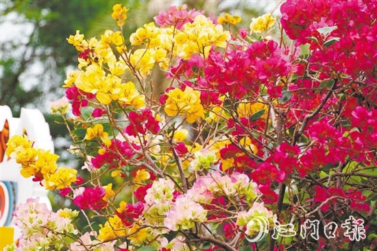 東湖公園種植了多個簕杜鵑品種。