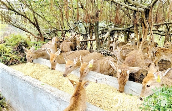 位于雅瑤鎮(zhèn)的棱壩梅花鹿生態(tài)農(nóng)場(chǎng)內(nèi)，百鹿呦鳴。
