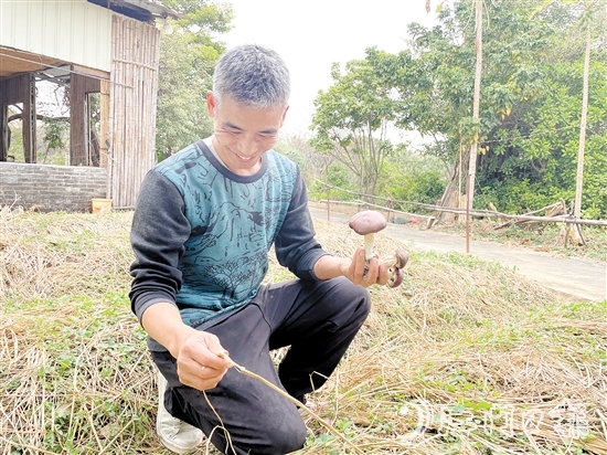 勞浩山介紹赤松茸時(shí)滔滔不絕。