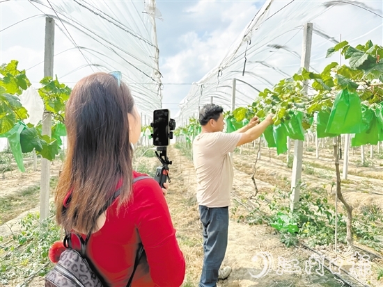 專業(yè)主播手持手機(jī)在農(nóng)場(chǎng)直播帶貨。