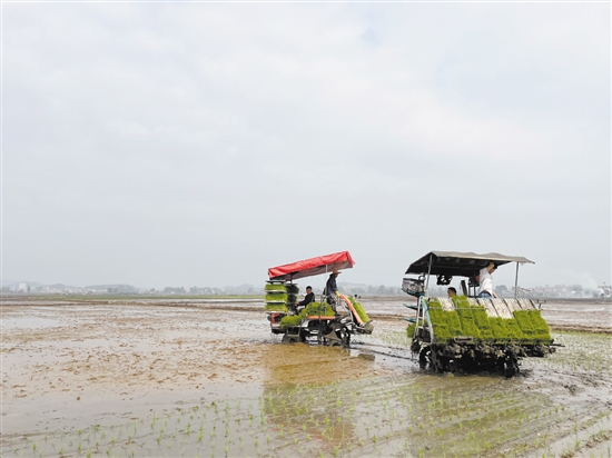 插秧機在田間穿梭作業(yè)，提高了插秧的效率。