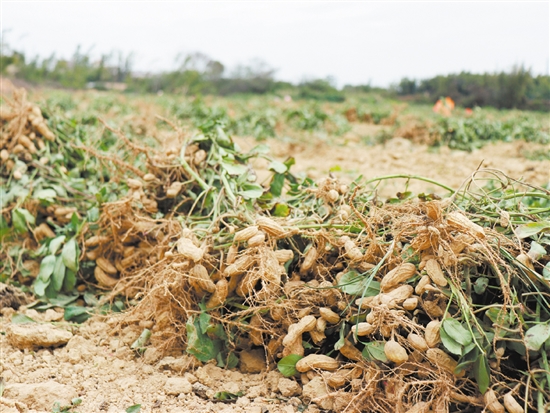 鶴城鎮(zhèn)南中村去年種下的花生迎來了收獲。