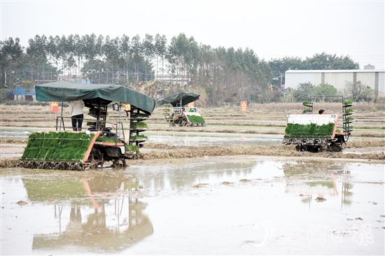 恩平市全力組織開展春耕生產(chǎn)，田間地頭一派熱火朝天的景象。