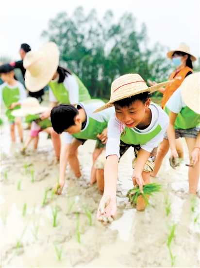 青蘋果營員在農(nóng)地里學(xué)習(xí)插秧。