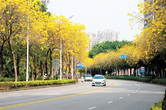 黃花風(fēng)鈴木盛放，成為江門一道美麗風(fēng)景。