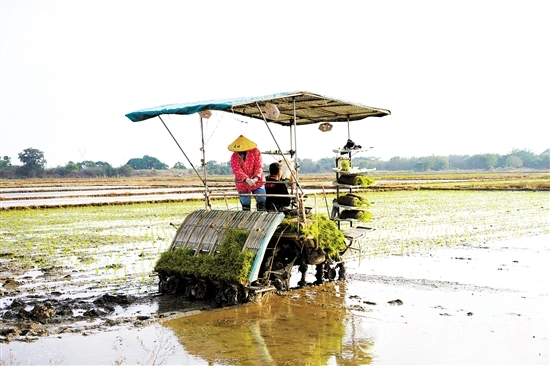 機(jī)械化作業(yè)提高農(nóng)戶種糧效益。