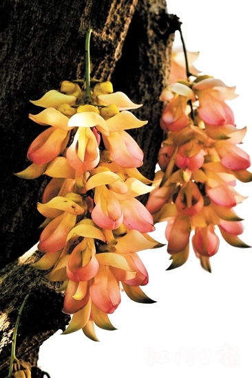 粉色禾雀花是大雁山風景區(qū)特有的野生品種。