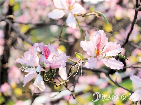 在沙坪河南岸濕地公園，宮粉紫荊燦爛綻放。