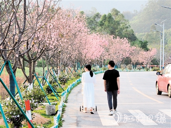 鶴城鎮(zhèn)城西村忠心崗櫻花大道迎來了櫻花盛開的時節(jié)，游客們在櫻花香中漫步。