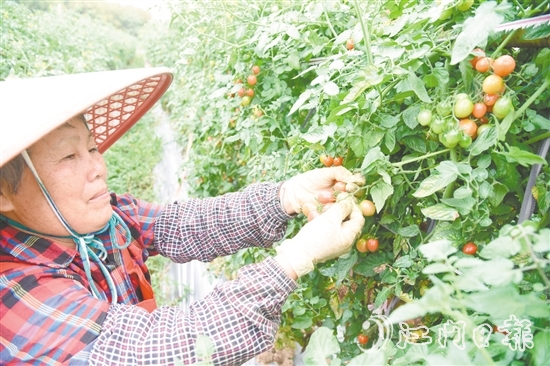 水塘村的圣女果迎來收獲季，農(nóng)戶忙著采摘。