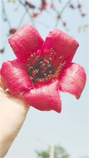 市民要謹(jǐn)慎食用路邊撿的木棉花。