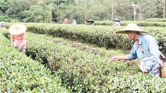 茶農(nóng)們正抓緊采摘春茶。