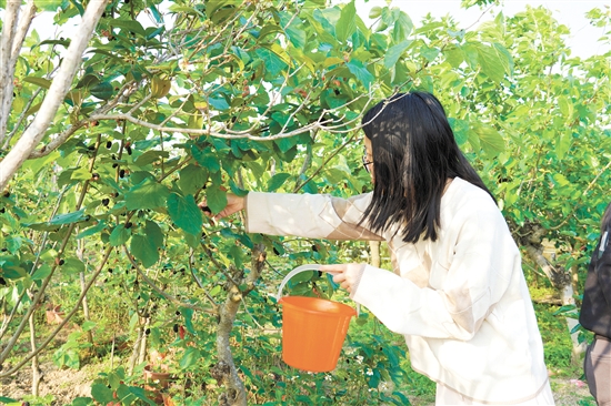 游客在采摘桑葚。