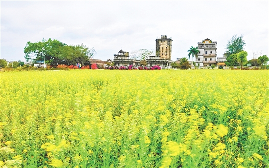 儒東龍厚村油菜花海擦亮美麗鄉(xiāng)村底色。