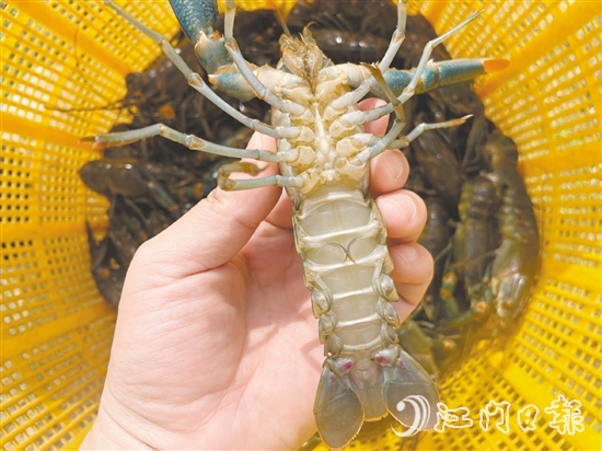 澳洲藍(lán)龍蝦品質(zhì)優(yōu)、價(jià)格高。