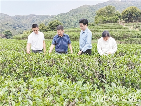 大沙鎮(zhèn)人大主動(dòng)開(kāi)展采茶工招聘宣傳工作，為群眾提供就近務(wù)工機(jī)會(huì)。