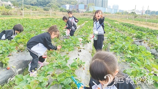 每逢周末，不少孩子來(lái)到臺(tái)城街道桂水村的小鮮農(nóng)場(chǎng)體驗(yàn)采摘果蔬的樂(lè)趣。