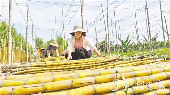 果蔗迎來豐收，聶紅梅在蔗田里收甘蔗。