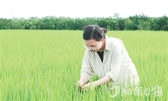 王蒙主要負(fù)責(zé)水稻、玉米的新品種選育、比較試驗(yàn)及示范推廣工作。