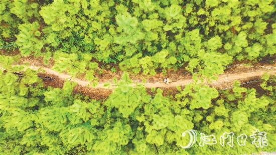 選手們騎行在山林間，和恩平美麗自然風(fēng)光融為一體。