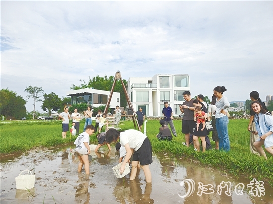 近段時間，不少外地游客專門到恩平市簕菜文化創(chuàng)意園參與農耕活動。