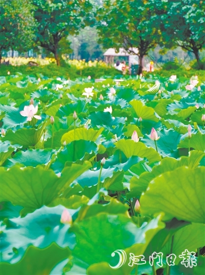 江海都市農(nóng)業(yè)生態(tài)園荷花悄然綻放，預(yù)計端午前后進(jìn)入盛花期。龔靜