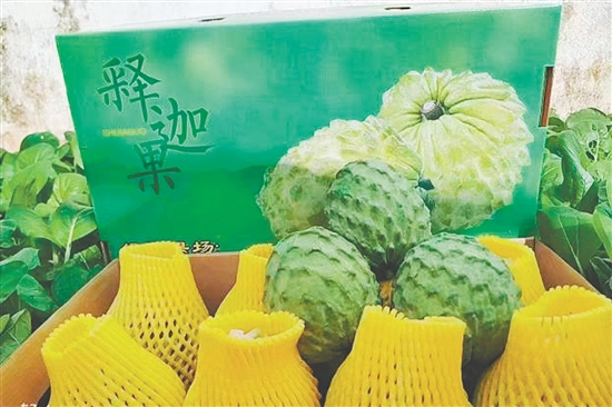 昆中村聚力發(fā)展釋迦果種植，走出“甜蜜致富路”。