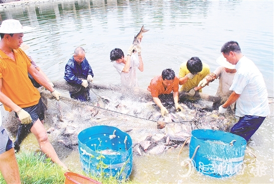 好山出好水、好水養(yǎng)好魚(yú)，恩平水資源豐富，水質(zhì)優(yōu)良，適合發(fā)展水產(chǎn)養(yǎng)殖。