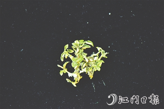 金線蘭全草均可入藥，曾被譽(yù)為“藥中之王”。