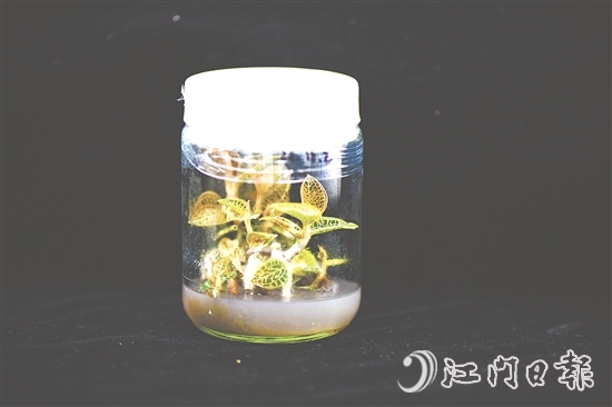 金線蘭全草均可入藥，曾被譽(yù)為“藥中之王”。